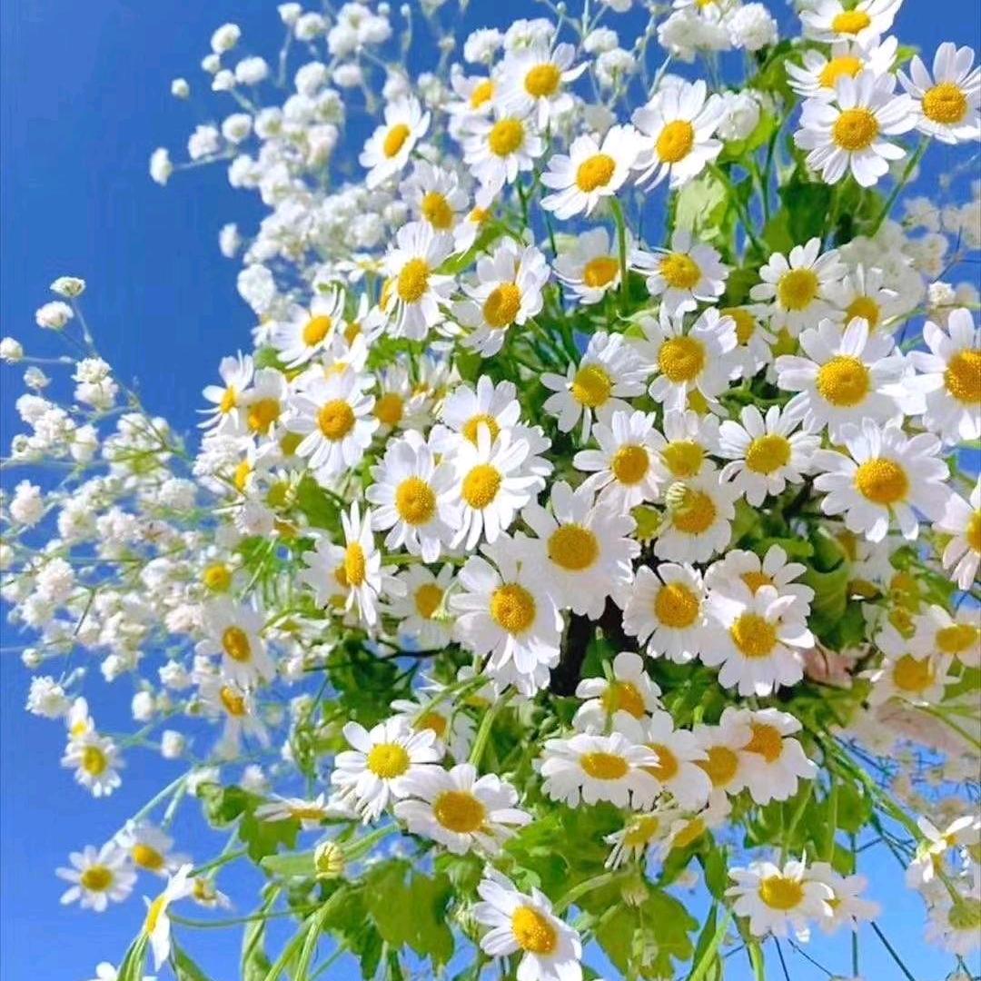 百合花香🌸🌹🌺