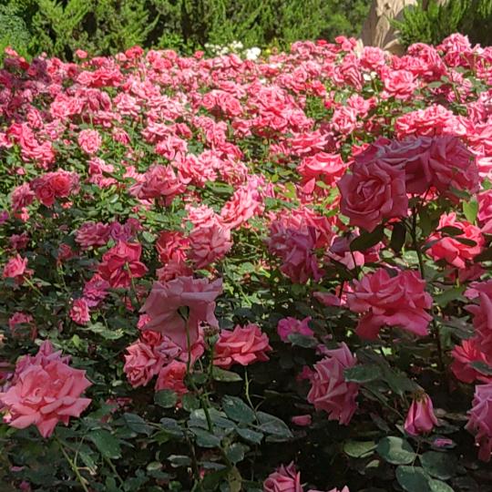 用户1701650270816咖啡