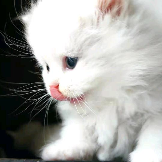 501喵福宫猫咖-猫舍