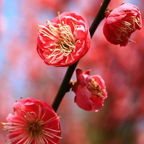 梅花蕊
