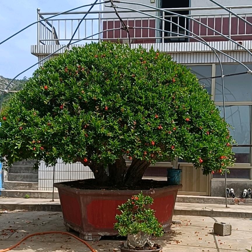 峄城区石榴园艺中心