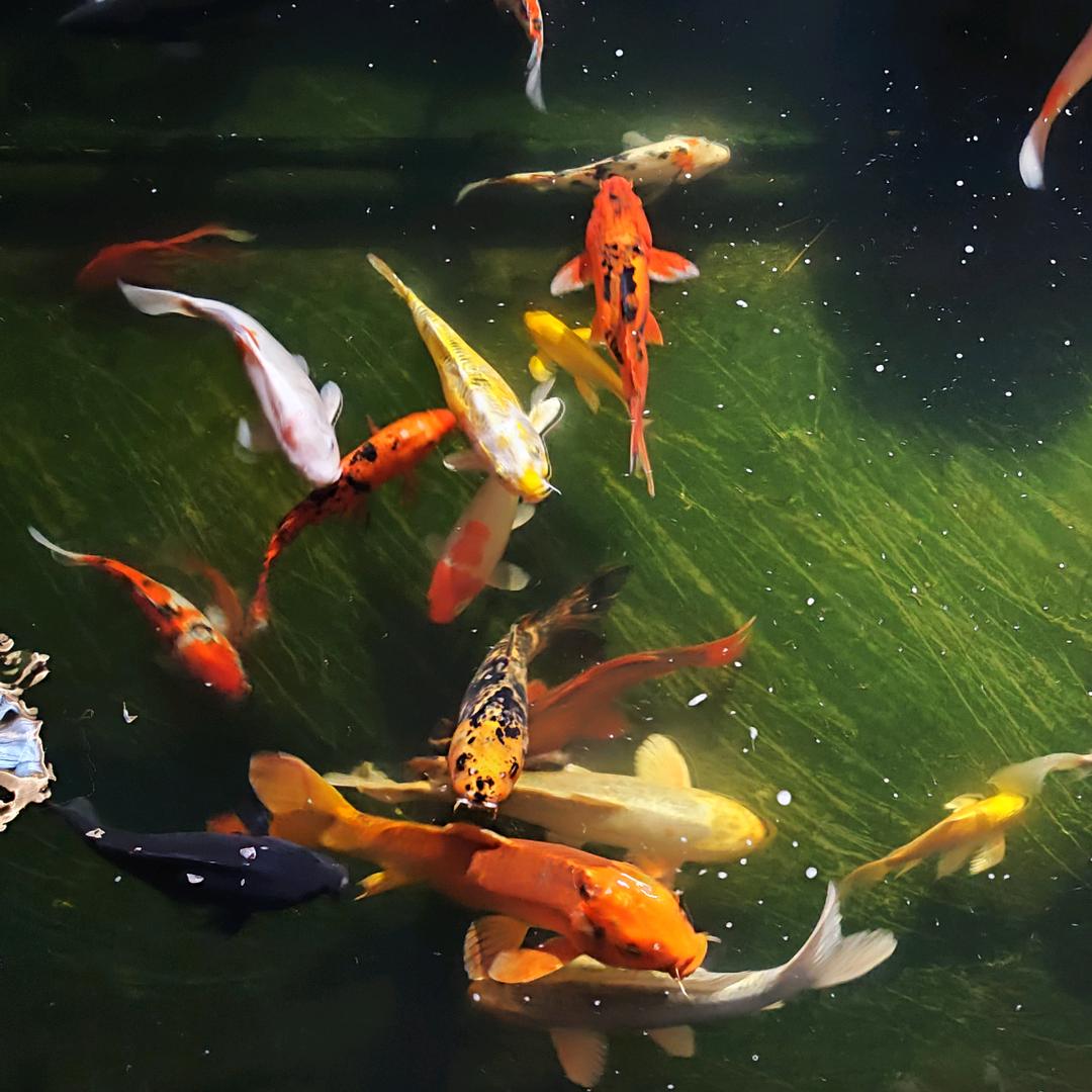 河里的小魚游啊游