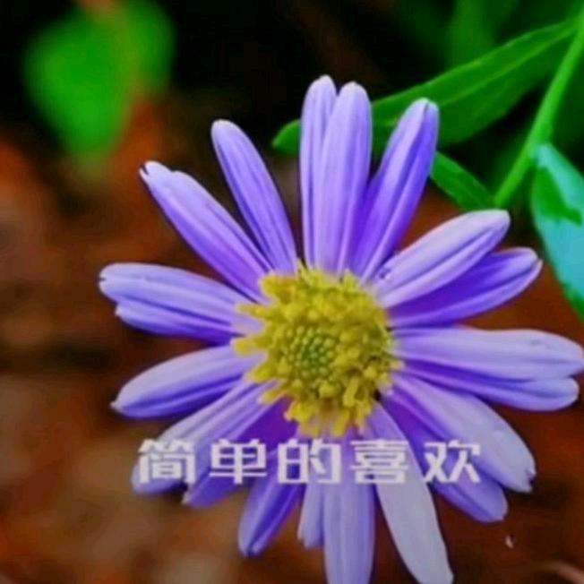 漫天飞舞的萤火虫
