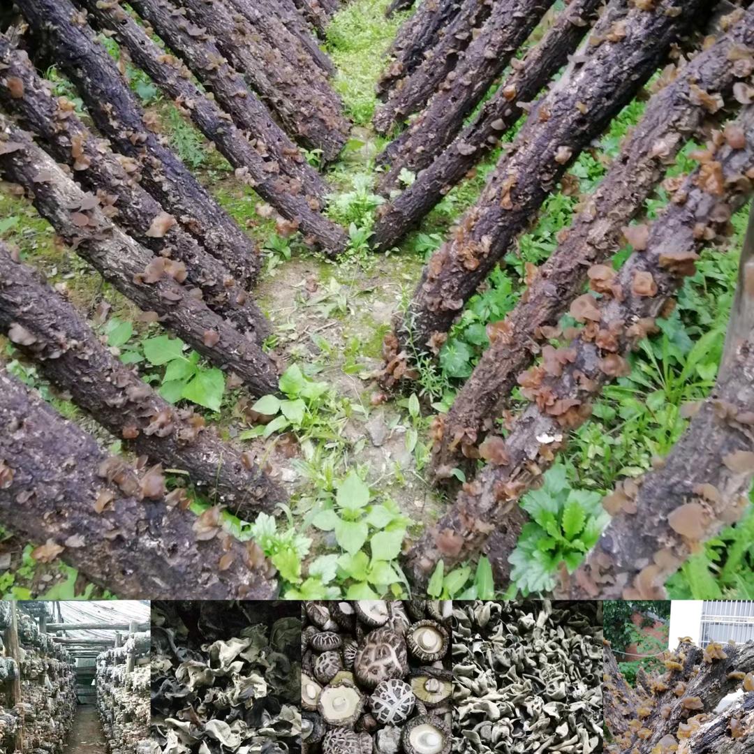 农家自种土特产