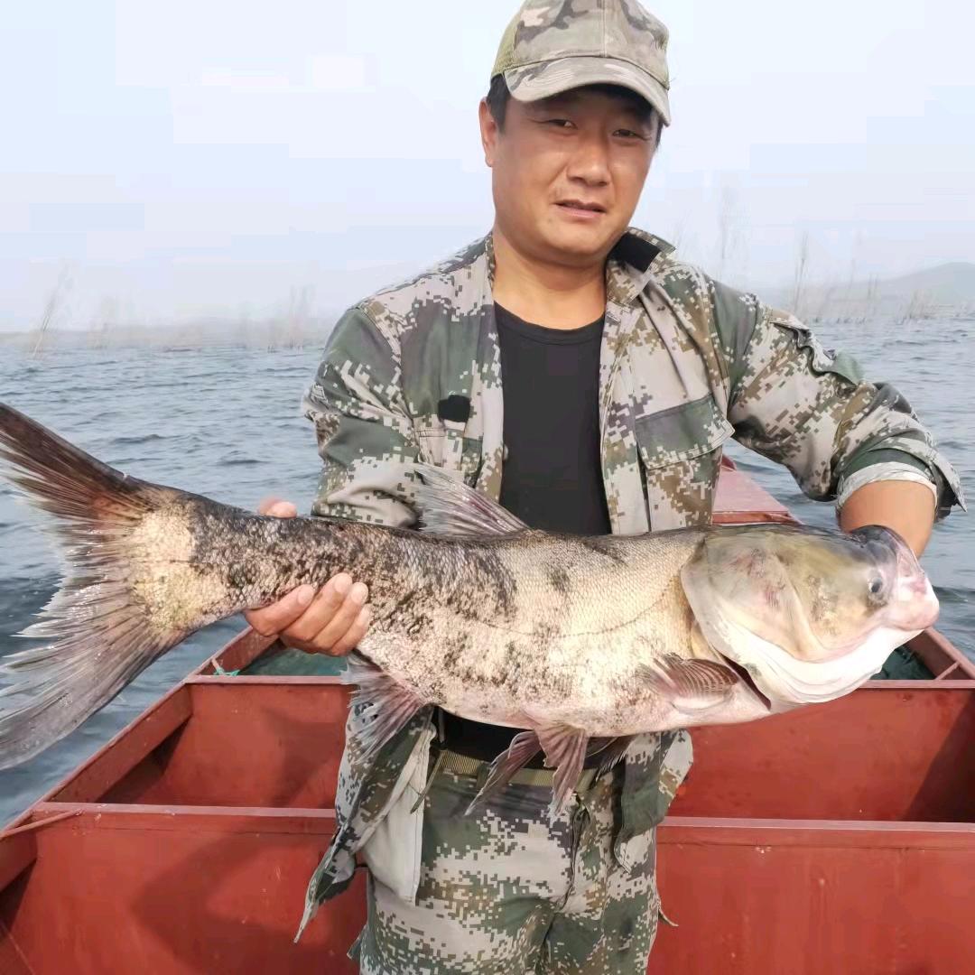 利果（密云水库鱼）