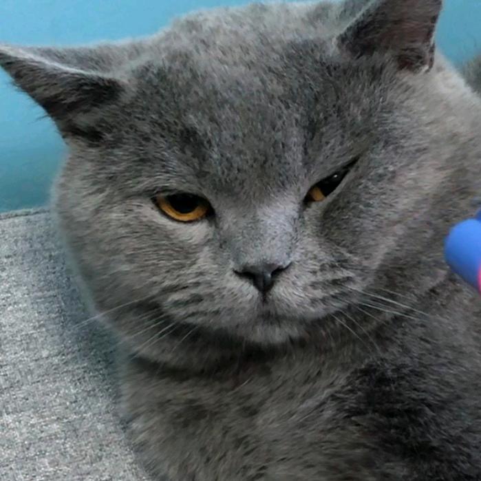 猛兽也有痒痒肉@抖音