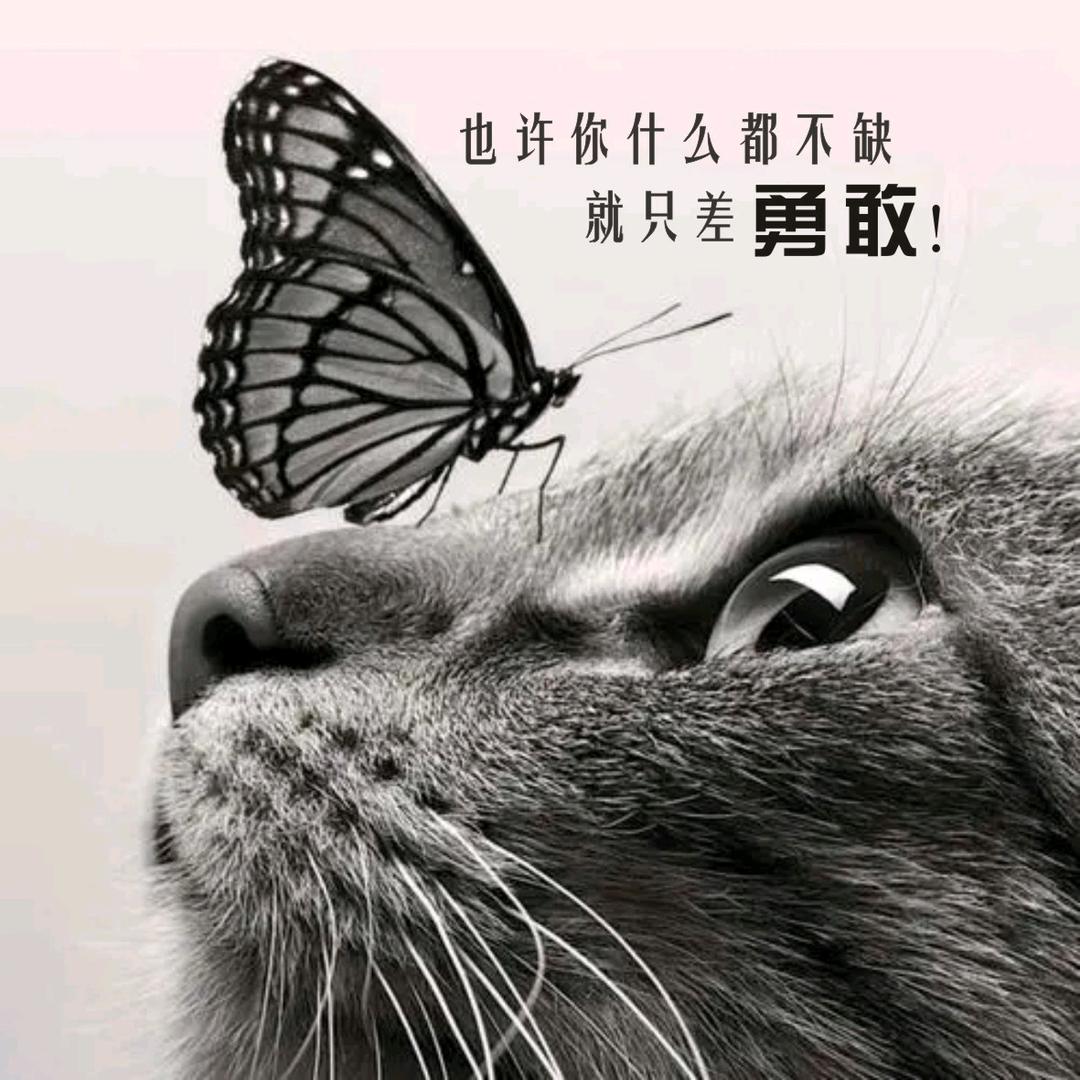 青衫渡月