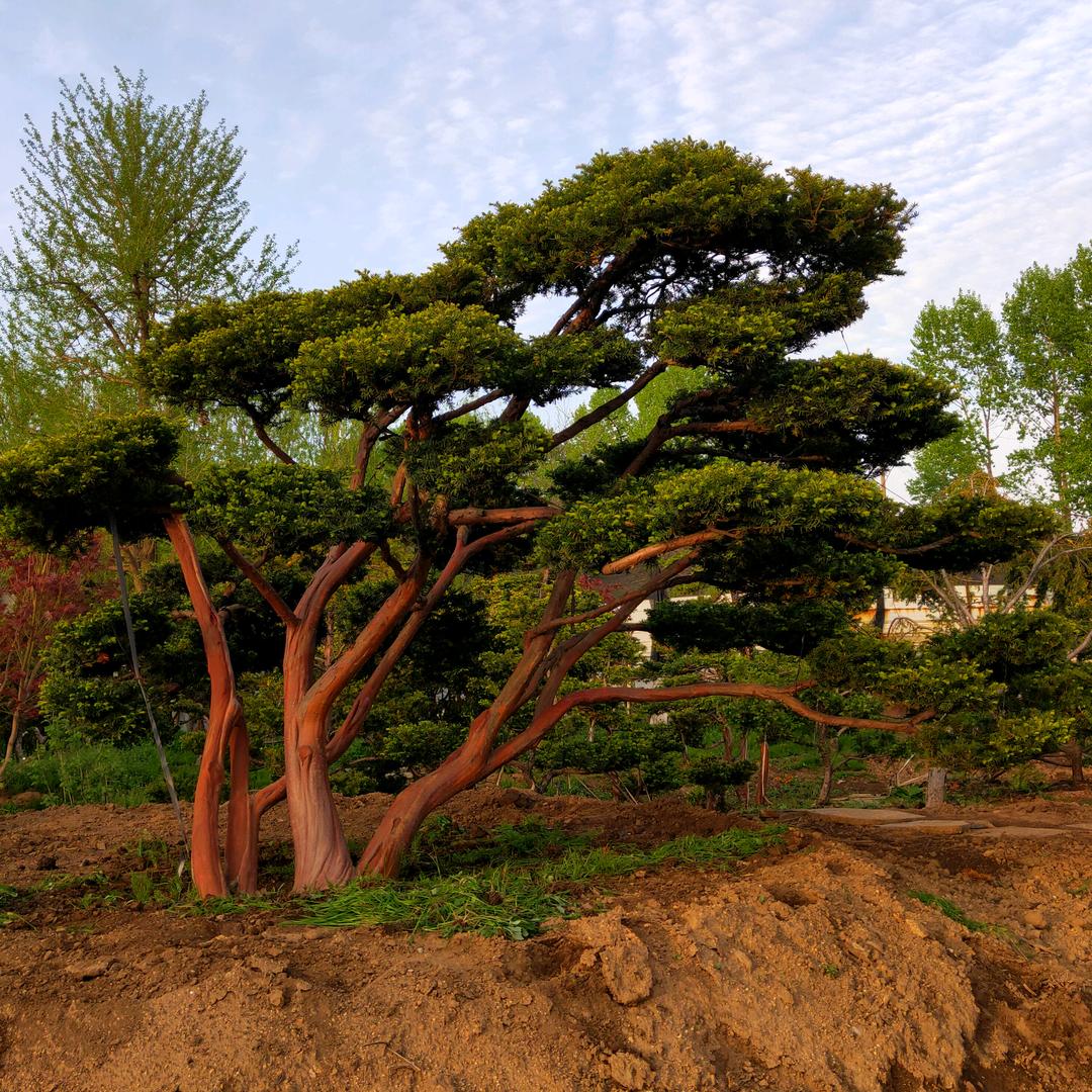 庙岭紫杉景观树