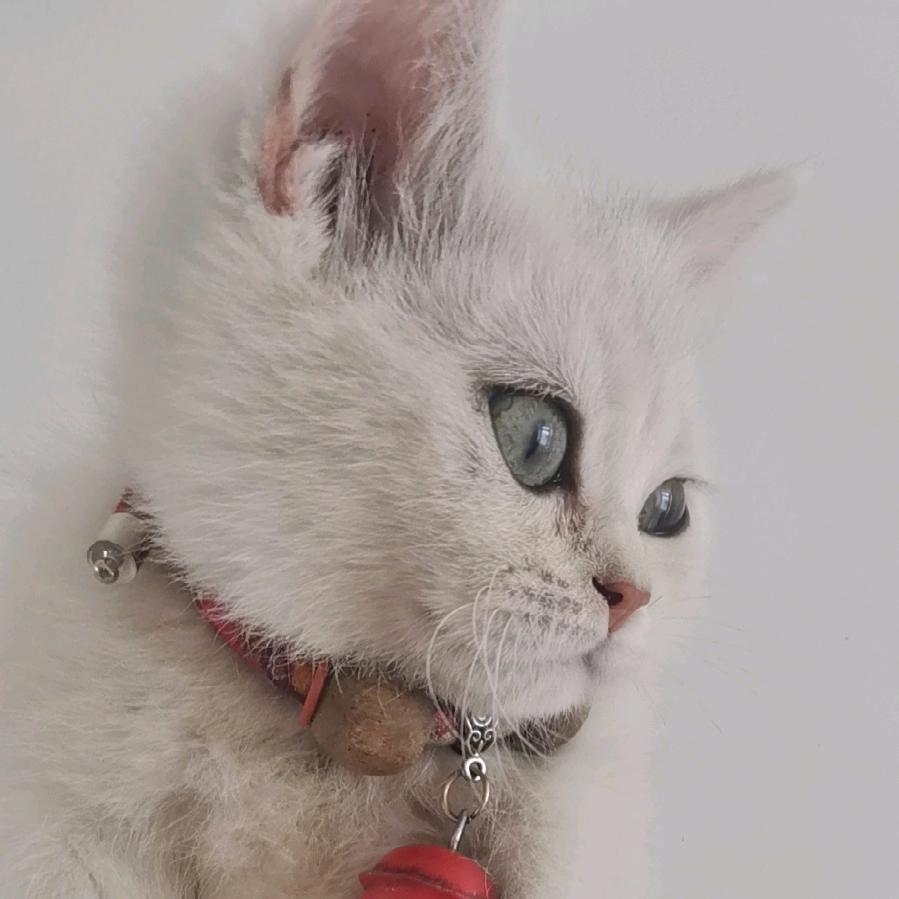回家养猪