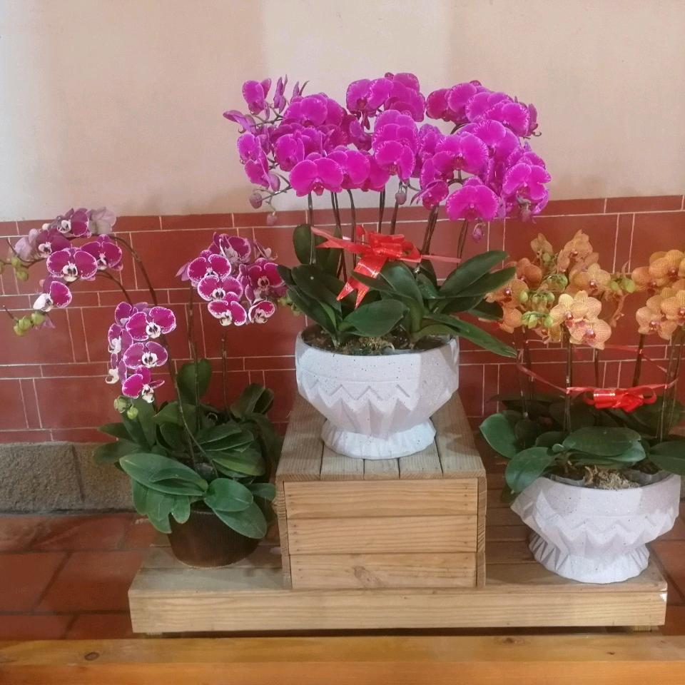 এ᭄不念过往ོꦿ࿐