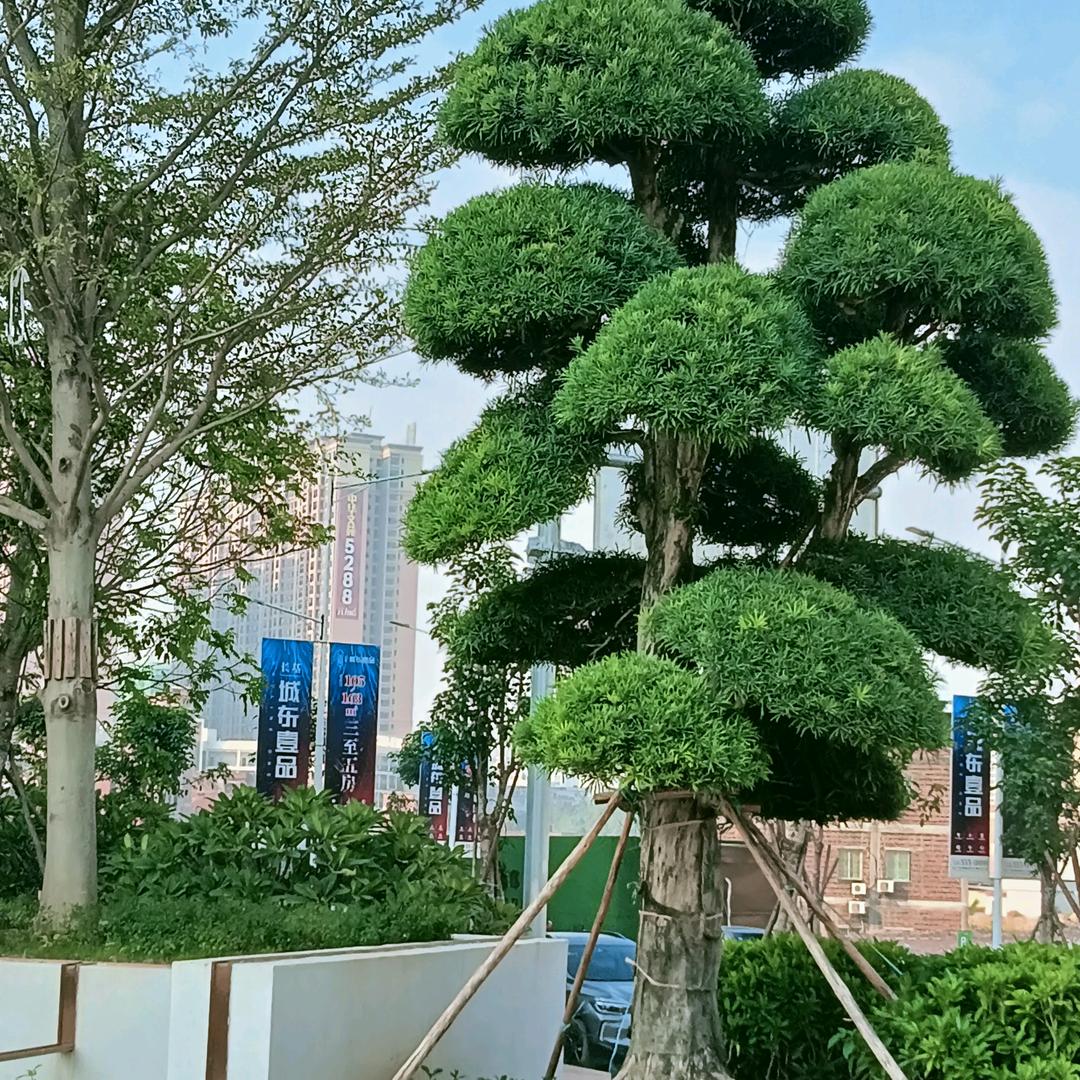 🍃🍀何💞必💖在🌺🌿忆