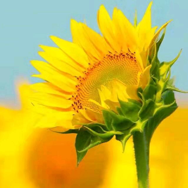 🍀空谷幽兰🍀