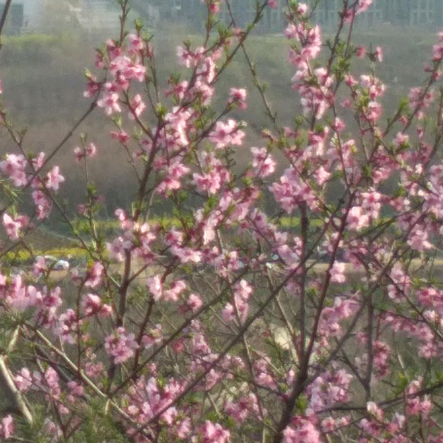 春暖花开：