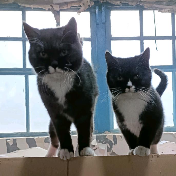 东北溜达猫