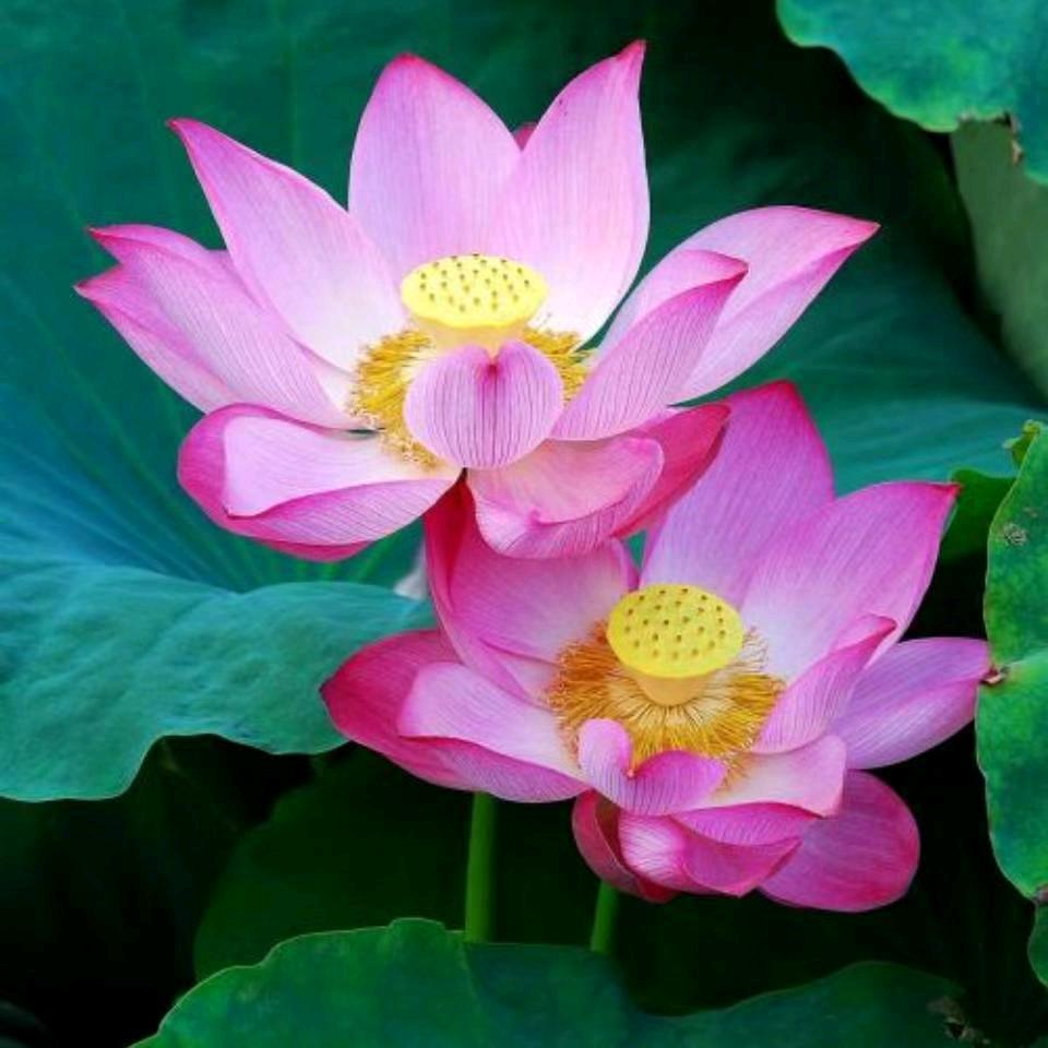 幸福一生🌹