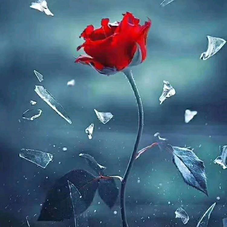 荷花❤🌹💞🚔