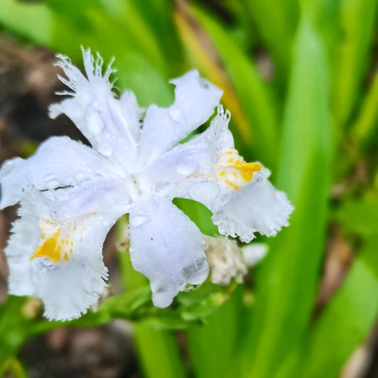 南江兰妹卖马桶