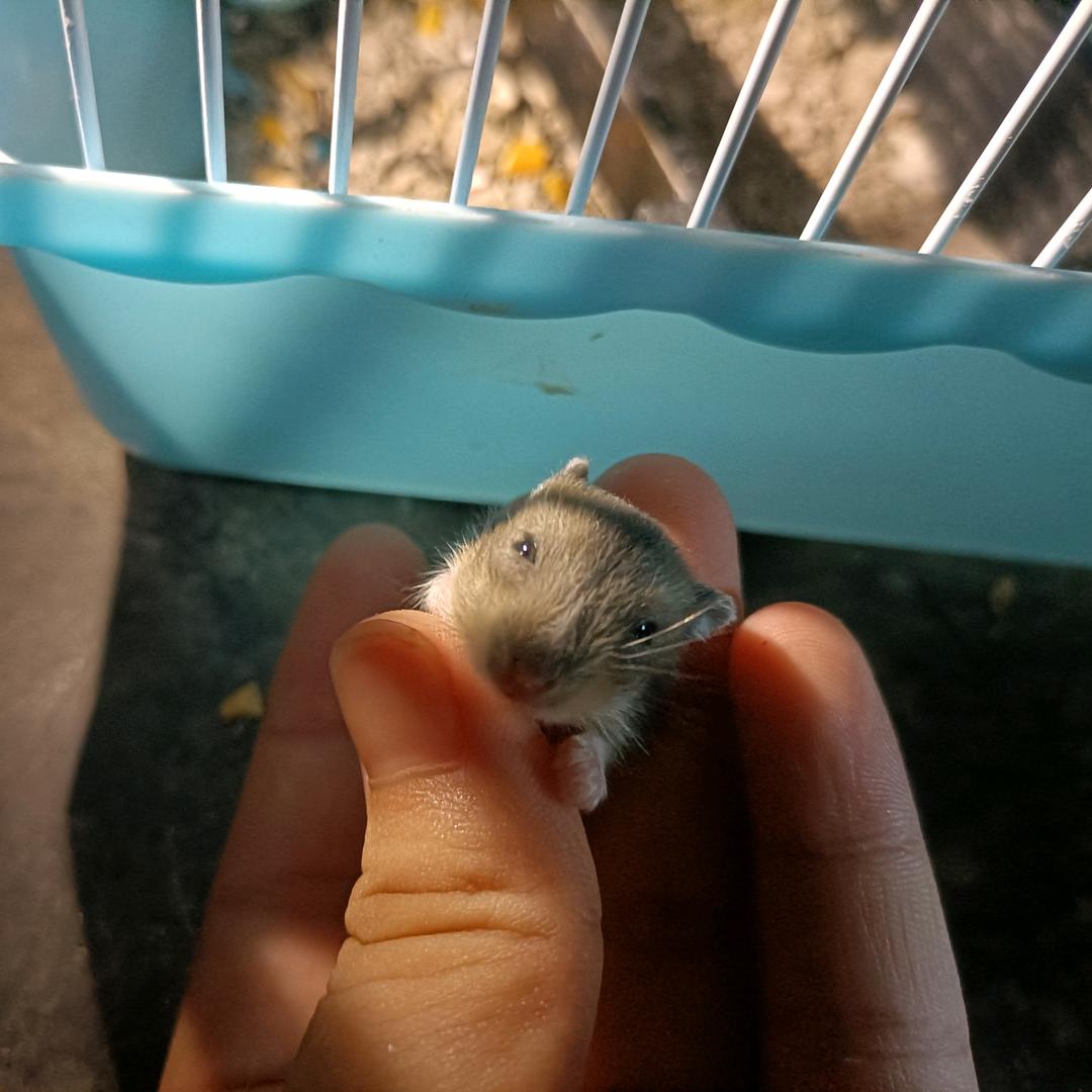 小糊涂