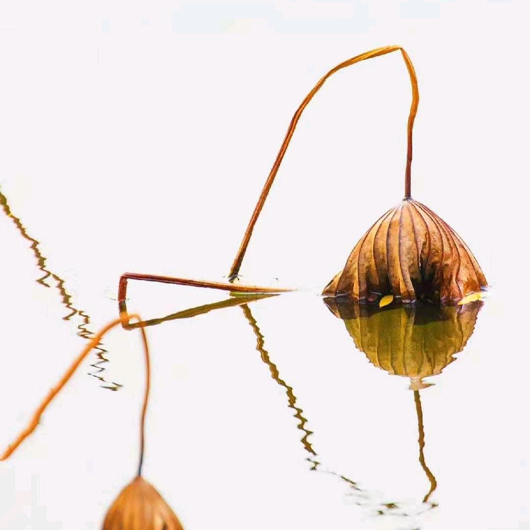 什刹海𝒀𝑳𝑮🍊