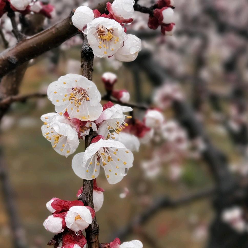 惜花小学数学老师