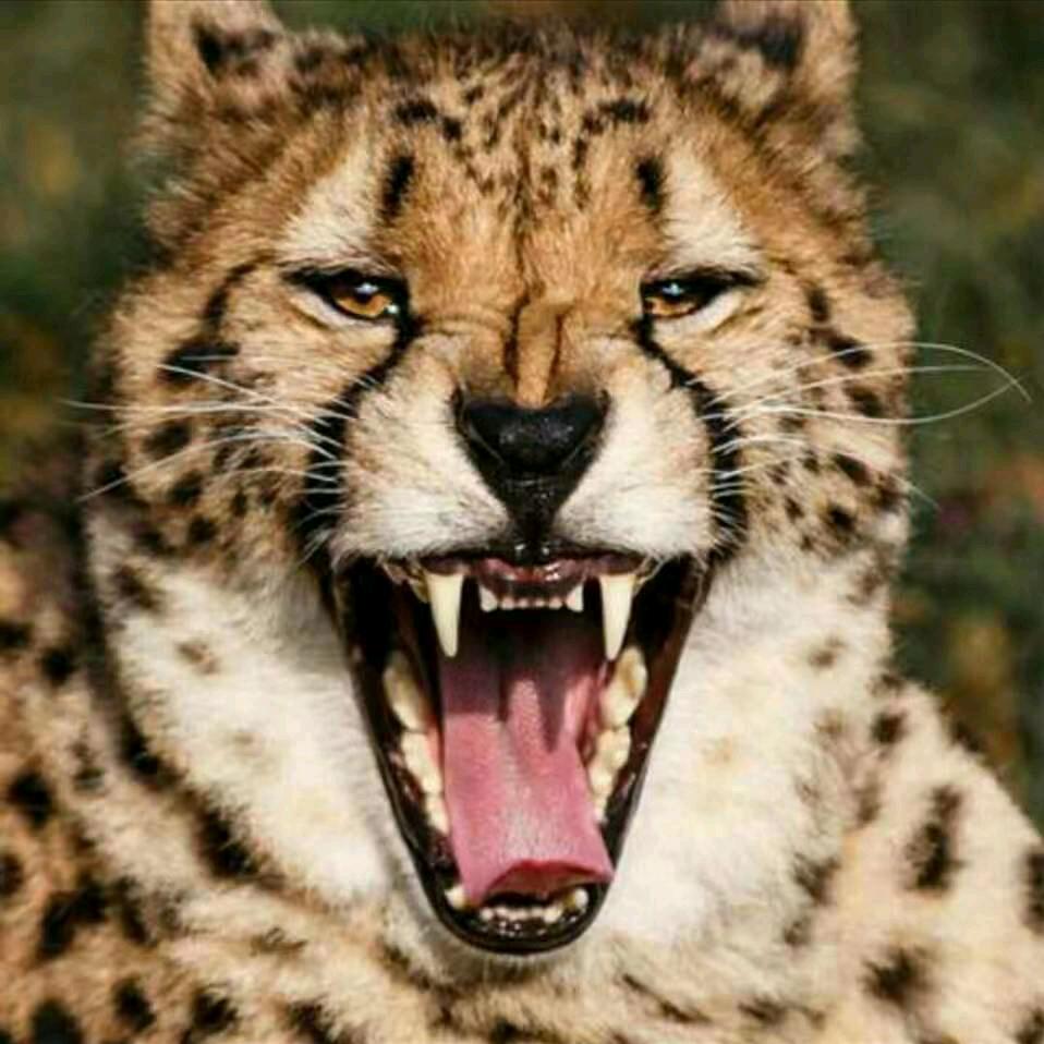 AAAAA..会笑的猎豹