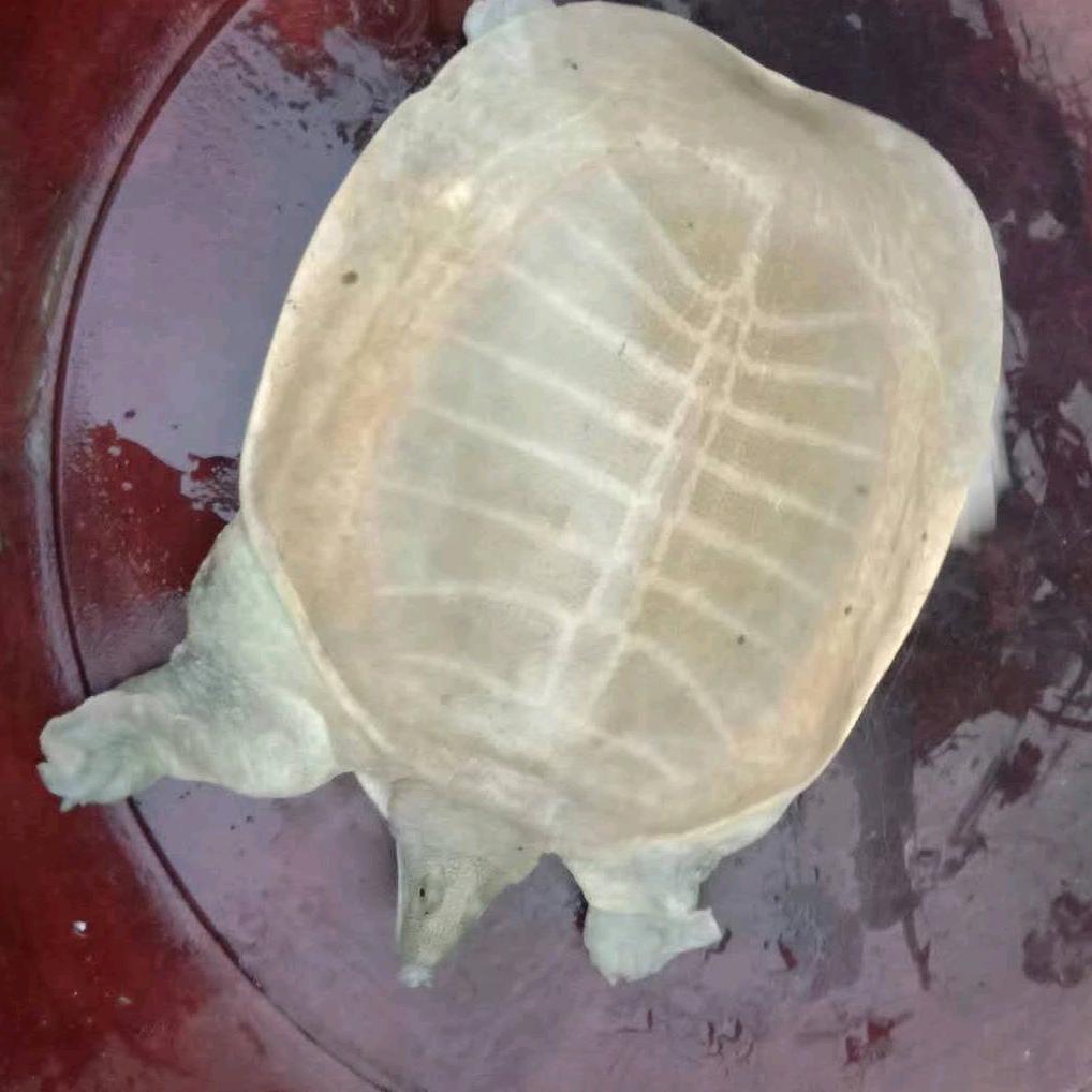 黄沙鳖乌龟老养户