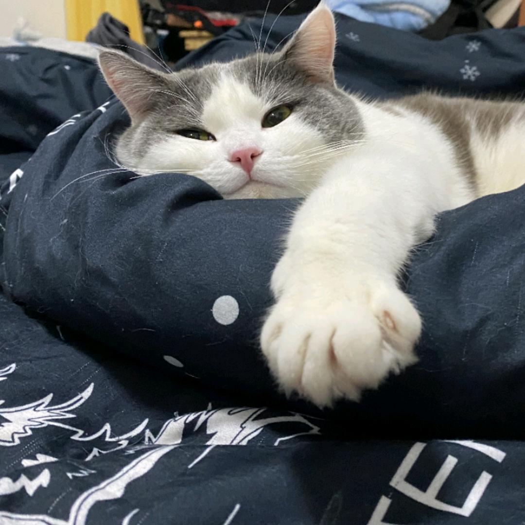 想想是只小猪咪✨