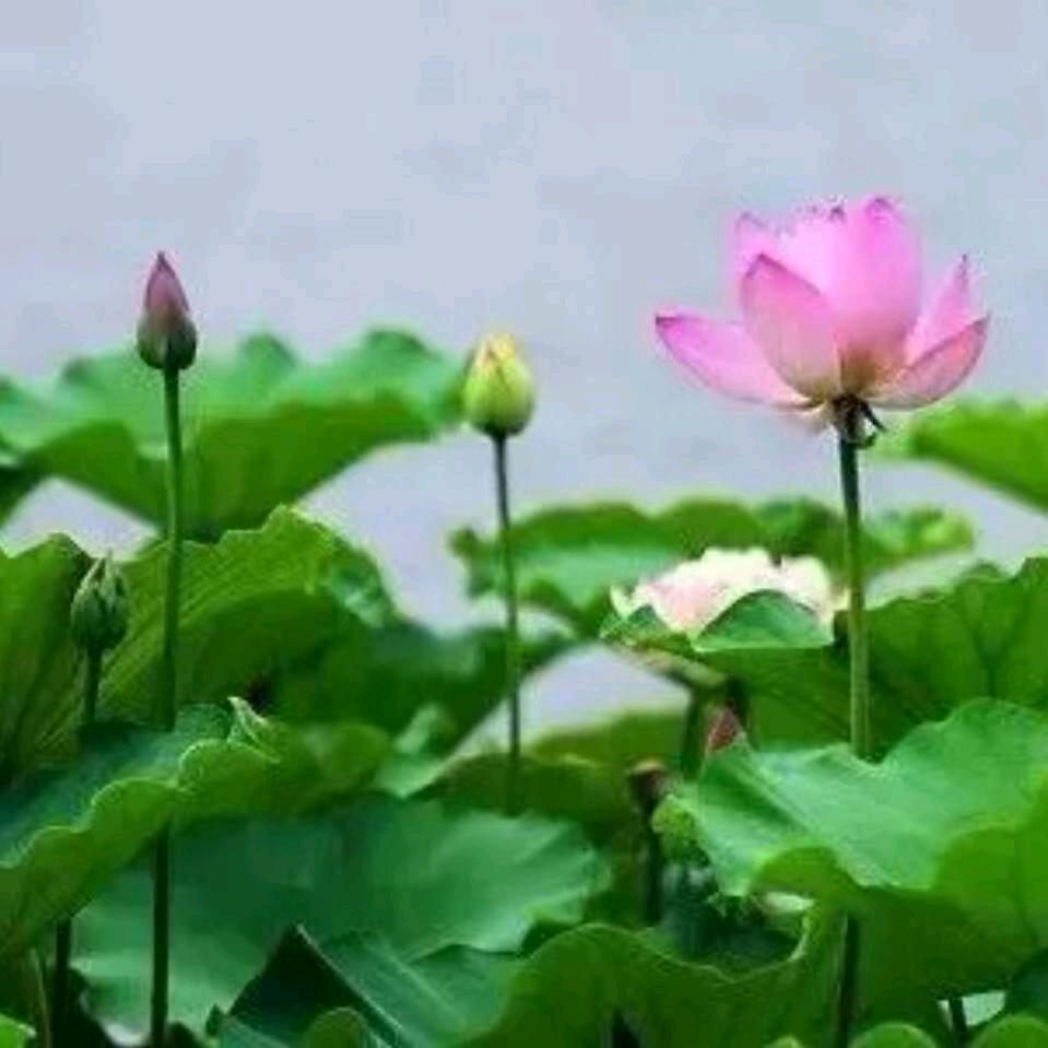 王哥