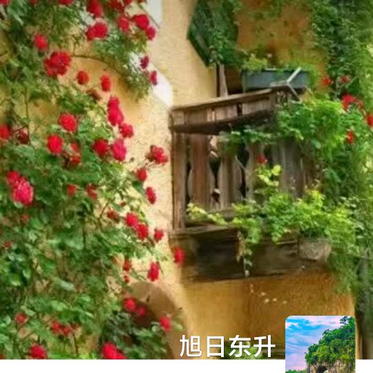 鸿渐