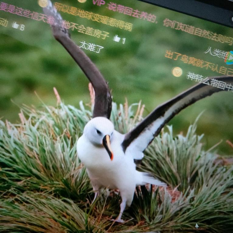 信天翁不会开车