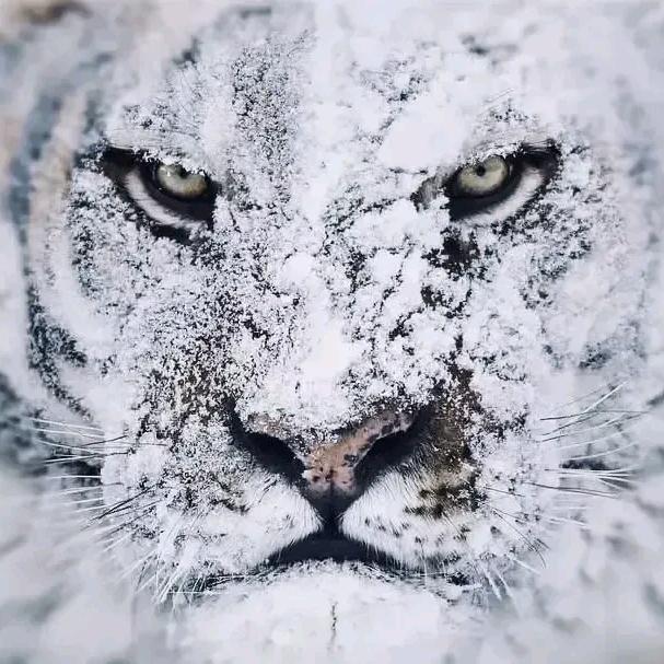 雪豹