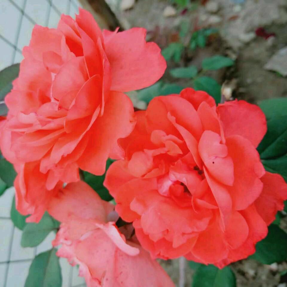 喜羊羊，2025祝我好运。