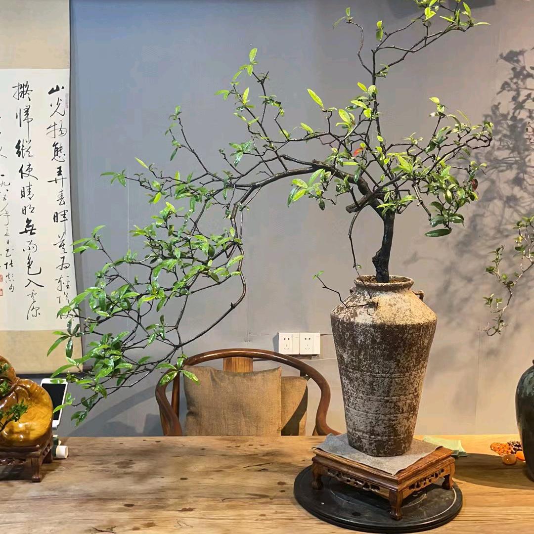 壹芯园艺