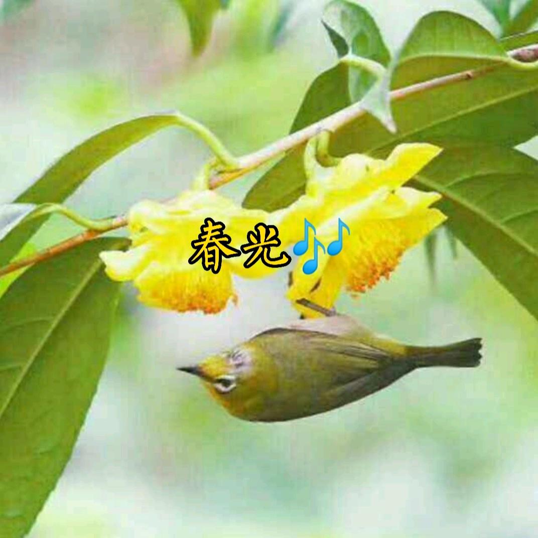 春光🎶