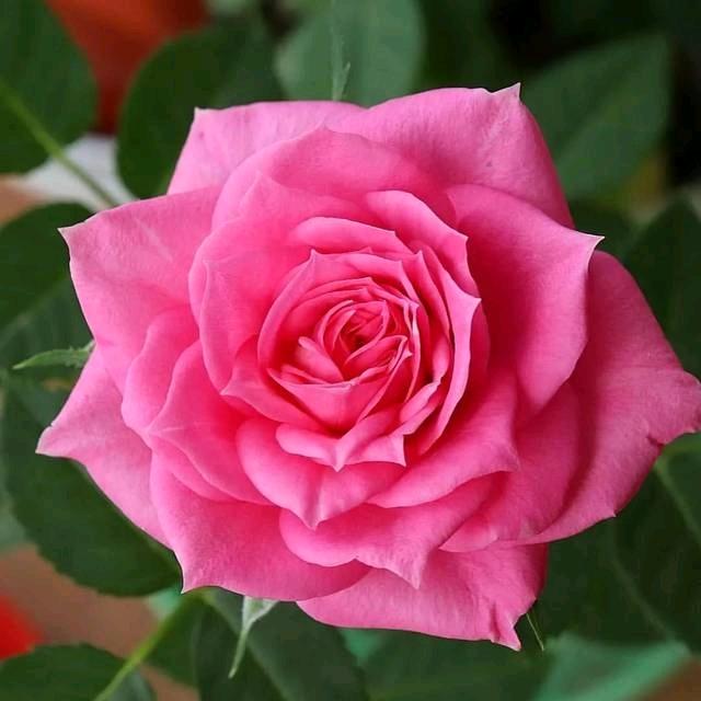 繁花似锦