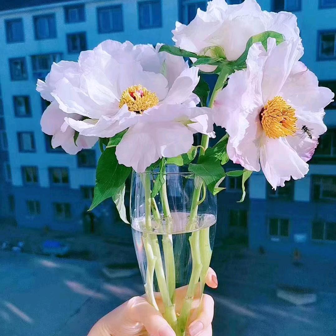 心语心愿