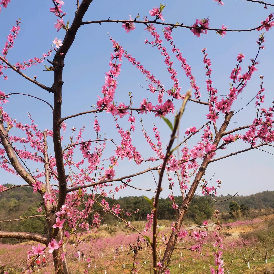 相亲相爱姐弟俩(杨)