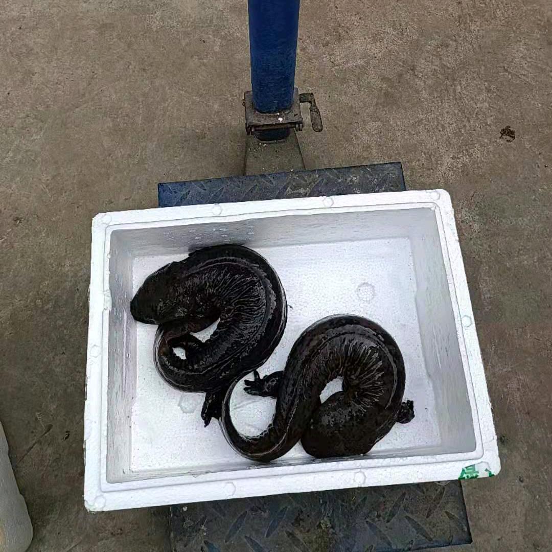 批发零售WW鱼