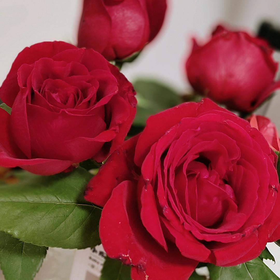 ༊ღ᭄刘家ꦿ꯭菇凉꧔ꦿ᭄💞：