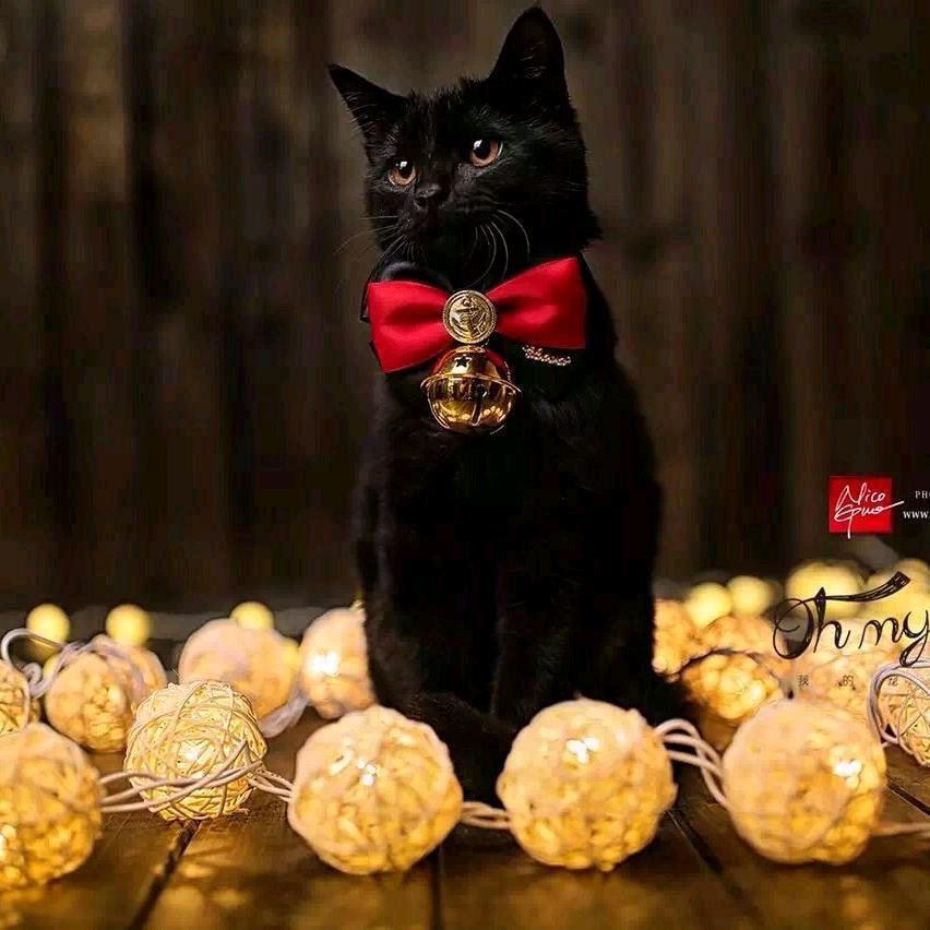 黑猫