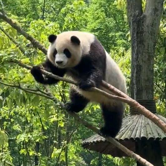成都娇子🐼