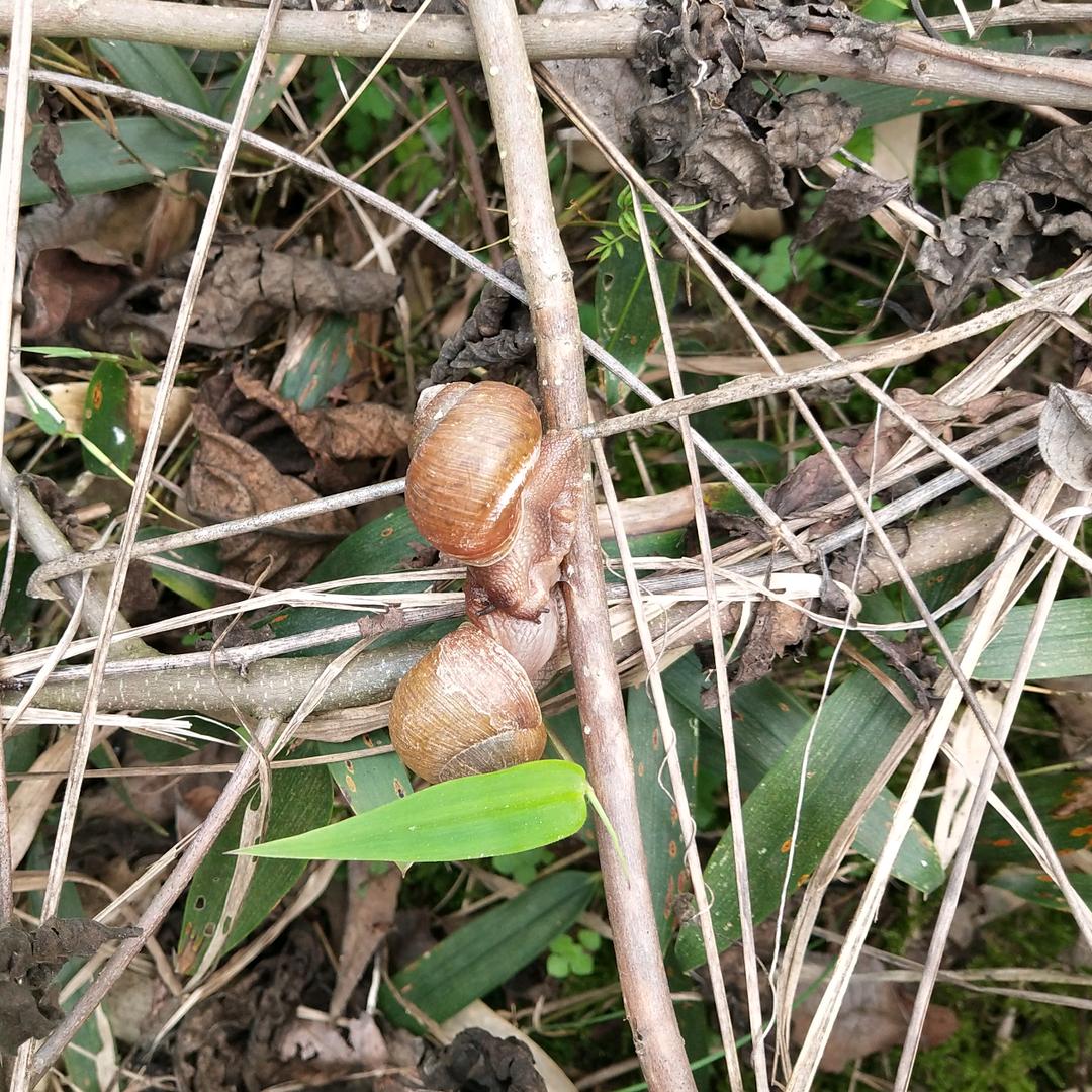 毛毛虫