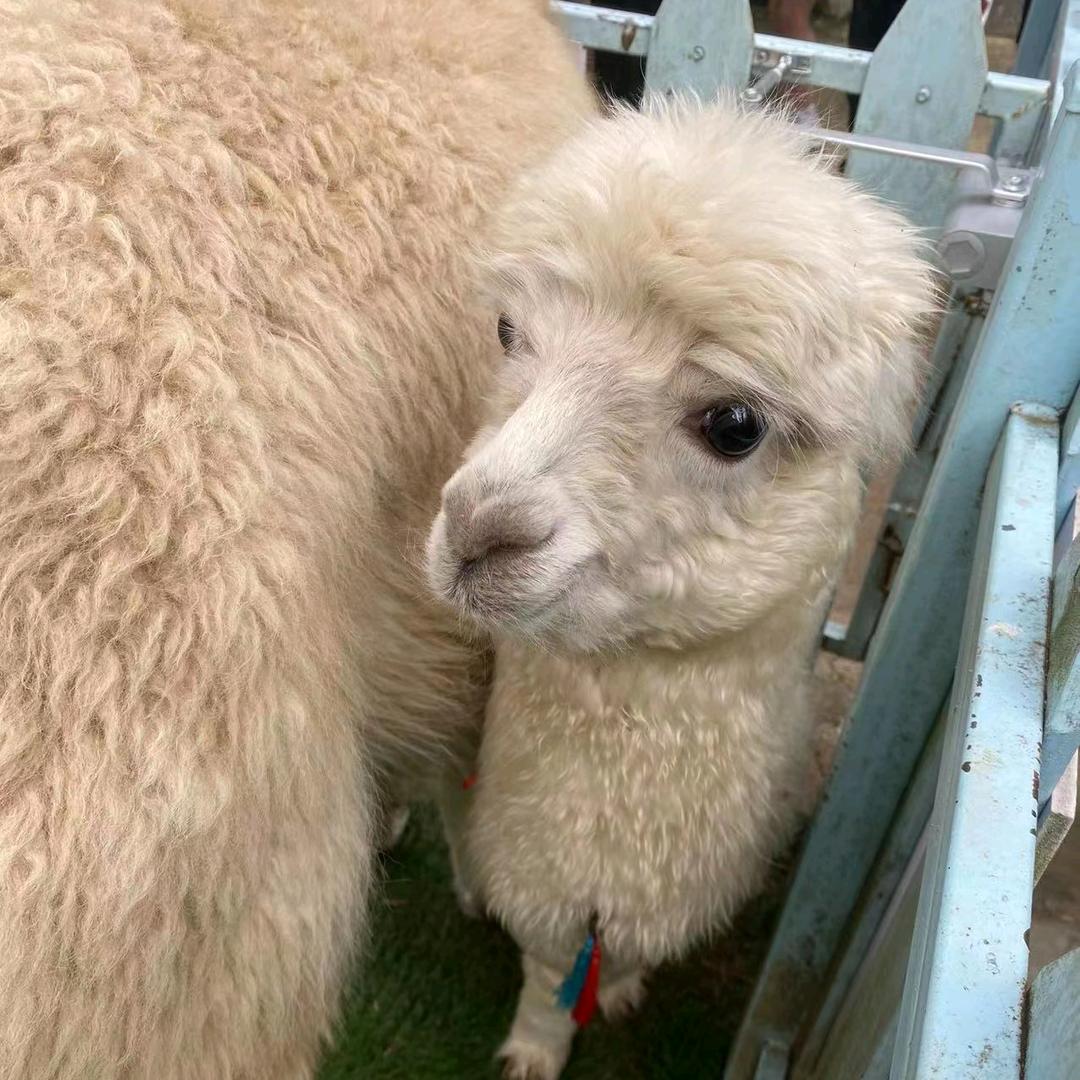 小蜜蜂翁嗡嗡666