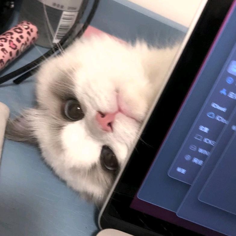 凌晨懒猫💦