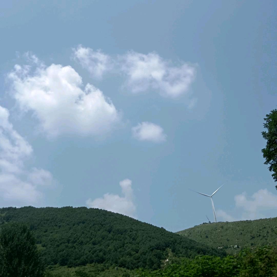 金柠檬