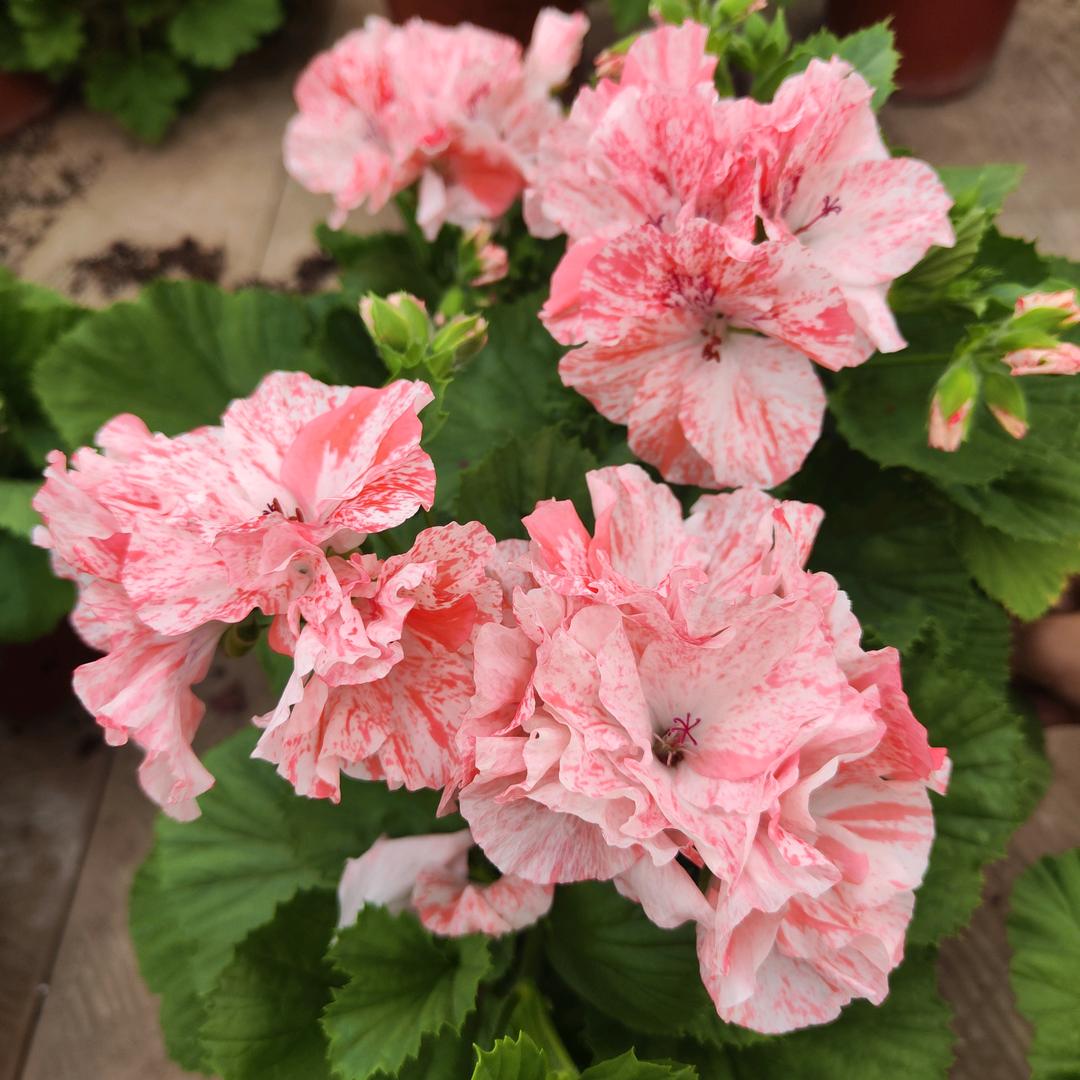 花田好物