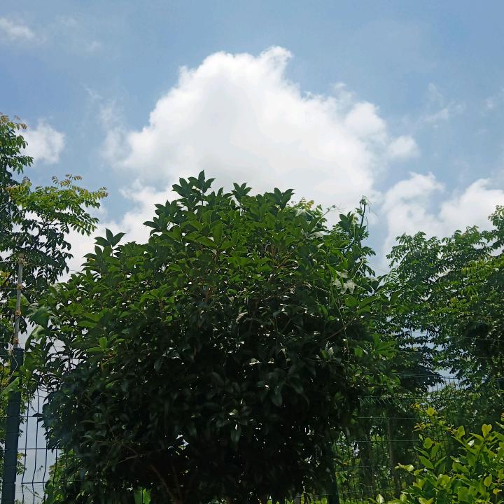 曹