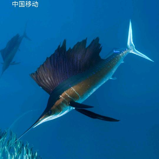 检哥