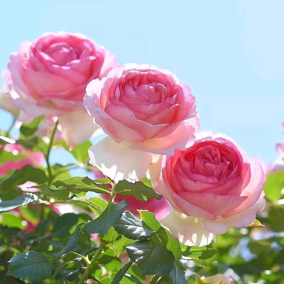 花好月圆