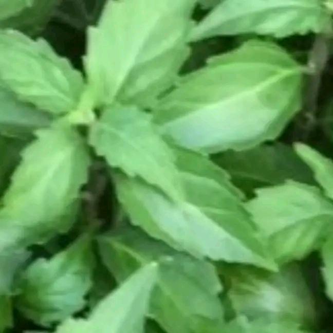 守护